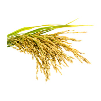 Agriculture, Food & Beverage
